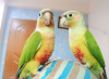 Conure pair